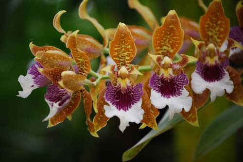 Odontoglossum harryanum