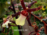 Oncidium hybrid 001