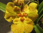 Oncidium (Tolumnia) Midas