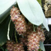p_gigantea(1)