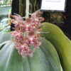 p_gigantea(2)