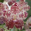 Phalaenopsis gigantea