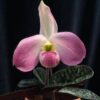 paph