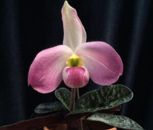 paph