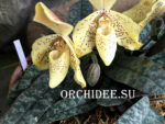 Paphiopedilum concolor var. striatum