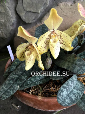 Paphiopedilum concolor var. striatum