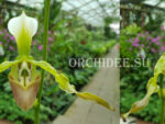 Paphiopedilum parishii var. dianthum