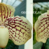 Paphiopedilum godefroyae