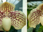 Paphiopedilum godefroyae