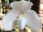 Paphiopedilum niveum