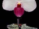 Paphiopedilum delenatii fma. vinicolor