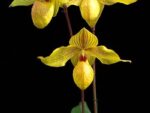 Paphiopedilum Dollgoldi