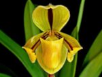 Paphiopedilum druryi
