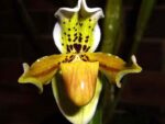 Paphiopedilum exul