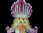 Paphiopedilum fairrieanum