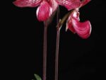 Paphiopedilum Gloria Naugle (rothschildianum x micranthum)