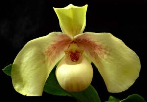 Paphiopedilum hangianum