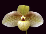 Paphiopedilum Memoria Larry Heuer (malipoense x emersonii)