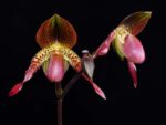 Paphiopedilum moquetteanum x anitum