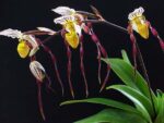 Paphiopedilum philippinense x sib