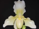 Paphiopedilum Phips