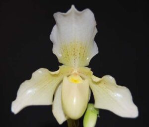 Paphiopedilum Phips