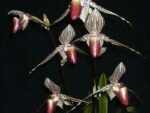 Paphiopedilum rothschildianum