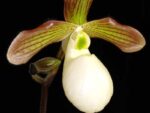 Paphiopedilum Satin Smoke (primulinum x micranthum)