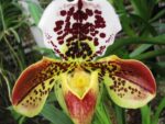 Paphiopedilum American hybrid 007