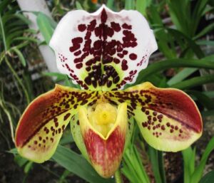 Paphiopedilum American hybrid 007