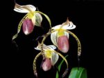 Paphiopedilum stonei