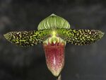Paphiopedilum sukhakulii