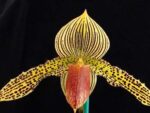 Paphiopedilum sukhakulii x kolopakingii