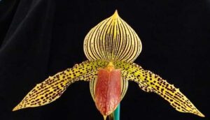 Paphiopedilum sukhakulii x kolopakingii