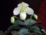 Paphiopedilum thaianum x sib