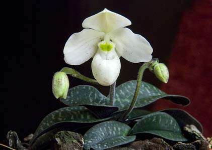 Paphiopedilum thaianum x sib