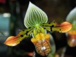 Paphiopedilum venustum