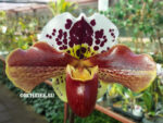 Paphiopedilum American hybrid 006