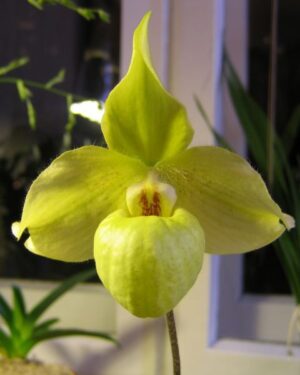 Paphiopedilum jackii x armeniacum