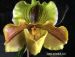 Paphiopedilum Lippewunder