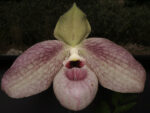 Paphiopedilum Wossner Butterfly (malipoense x vietnamense)