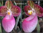 Paphiopedilum micranthum