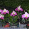 Paphiopedilum vietnamense