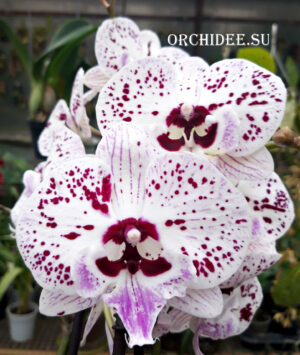 Phalaenopsis PH 293 Big Lip