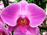Phalaenopsis PH 264 Zambezi