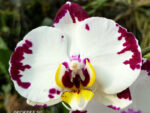 Phalaenopsis PH 287 Harker Diamond