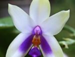 Phalaenopsis bellina 'blue'