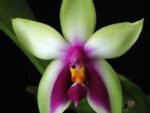 Phalaenopsis bellina (wild) x Phalaenopsis bellina (wild)