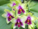 Phalaenopsis bellina 'Mountain type'