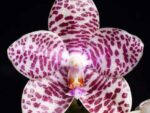 Phalaenopsis Brother Glory 'G-12'